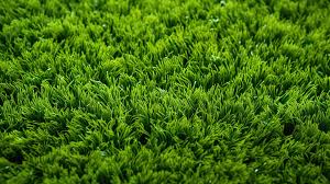 The Versatile Benefits of Artificial Grass: Beyond the Lawn